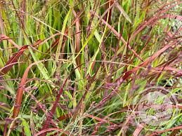 Image result for Panicum novemnerve