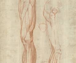 Human bones, joints and muscles facts: The Muscles Of The Left Leg Seen From The Front And The Bones And Muscles Of The Right Leg Seen In Right Profile And Between Them A Patella Drawing By