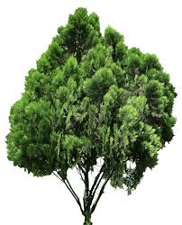 Tree architecture, pine tree, branch, landscape, architectural rendering png. Tree Png High Resolution Free Tree High Resolution Png Transparent Images 5051 Pngio