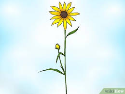 Khasiat bunga matahari bukan hanya cerita belaka. Cara Memangkas Bunga Matahari 9 Langkah Wikihow