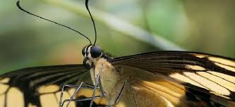 Check spelling or type a new query. How To Attract Butterflies To Your Garden Insteading