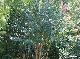 This leads to slow growth and lesser flowers. Lagerstroemia Indica Crapemyrtle Crape Myrtle Crepe Myrtle North Carolina Extension Gardener Plant Toolbox