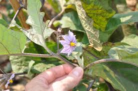 Image result for Solanum zanzibarense