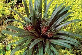 Image result for Eucomis