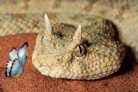 Poetry Friday Desert Lizards Viper Snake Snake