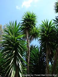 Image result for Yucca gigantea