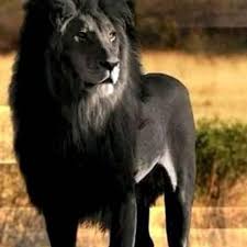 Le Lion Noir Home Facebook Le lion noir artwork, 05/10/2015 by marie escames. facebook