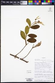 Image result for Ancylobothrys tayloris