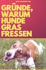 warum fressen hunde gras hunde hundeverhalten und tierschutz hunde