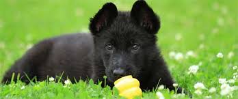 Beginner, 1, 2 und 3 nur schäferhunde. Verein Fur Deutsche Schaferhunde Landesgruppe Westfalen Lg 06 Sporttermine