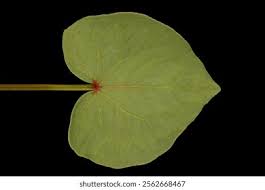 Image result for leaf margin entire