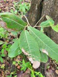 Image result for Parinari excelsa