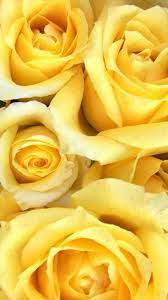 Yellow Rose Iphone Wallpapers Top Free Yellow Rose Iphone Backgrounds Wallpaperaccess Yellow Flower Wallpaper Wallpaper Iphone Roses Rose Flower Wallpaper