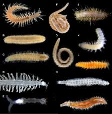 Image result for Acritochaete