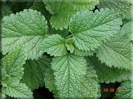 Image result for Melissa officinalis