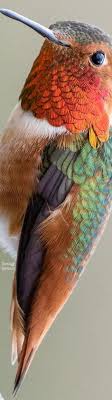 Stunishing Hummingbird Extreme Beauty Hummingbirds Pet Birds Beautiful Birds Animals Beautiful