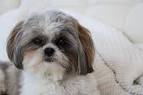 Silky Tzu (Shih Tzu X Silky Terrier Mix) Dog Info ...
