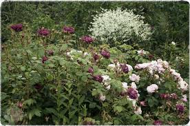 Englische Garten Englischer Garten Garten Traumgarten