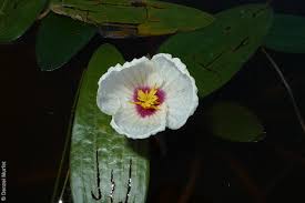 Image result for Ottelia ulvifolia