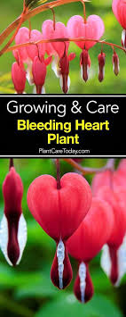 How To Grow And Care For The Bleeding Heart Plant Bleeding Heart Plant Bleeding Heart Bleeding Heart Flower