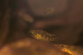 Thin buffalo head cichlid, lion head cichlid, slender buffalo head cichlid. Steatocranus Casuarius Blockhead Cichlid Seriously Fish