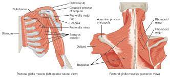 Joints of the upper appendage (arm). Extrinsic Back Muscles Anatomy Online Medical Library