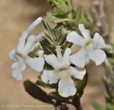 Image result for Chascanum