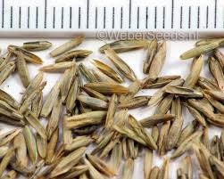 Image result for Lolium