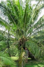 Image result for Elaeis