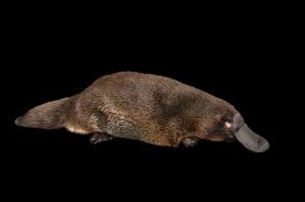 Camels have thick lips which let them forage for thorny plants other animals can't eat. Platypus National Geographic