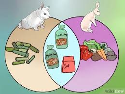 When it is feeding time, a lot of animals will lie down to feed their young but this is not the case in rabbits. How To Feed Baby Rabbits 11 Steps With Pictures Wikihow