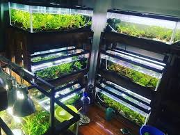 shelta craftaさんはinstagramを利用しています 以前の水草育成部屋 コーラル系のミクロソリウムやナロー系をがむしゃらに集めまくっていた財布に厳しい思い出 シェルター制作に力を入れてからは品種ごとに少しキープして整理しました 陶器 インテリア 小型