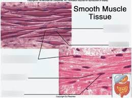 Smooth muscle histology and diagram (inlet). Lab 2 Human A P Muscle Tissues Smooth Muscle Diagram Quizlet