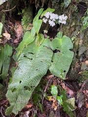 Image result for Streptocarpus eylesii
