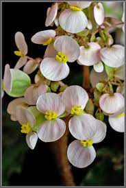 Mic Uk A Close Up View Of A Flowering Begonia