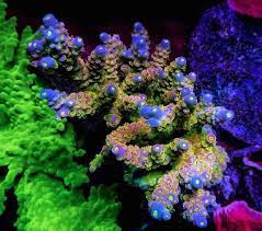 As Stated In A Previous Post On Rainbow Corals A Plethora Of Colors Are Not Too Difficult To Find In The Lps Coral Sps Coral Acropora Coral Saltwater Aquarium