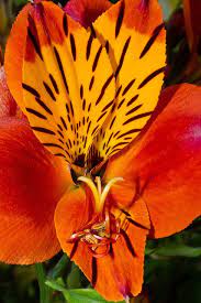 Bright Orange Alstroemeria Flower Supplies Flowers
