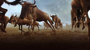 National geographic video is an educational video series founded by the national geographic society. Watch Great Migrations Videos Online National Geographic Channel Canada