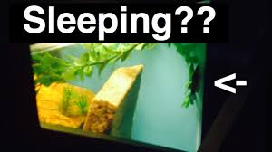 Do bettas sleep for long periods at a time? Do Betta Fish Sleep When And Where Youtube