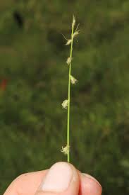 Image result for Scleria distans