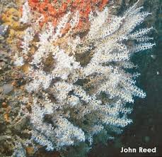 Image result for Rogiera cordata