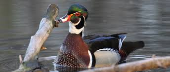 The house only needs to be about 6 feet above the ground, and should be mounted to a post that's protected by a thanks for the wood duck nesting box plans. Researchers Enhance Nesting Efficiency For Wood Ducks The Wildlife Society