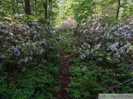 It afflicts many other plants besides laurel and is, again, a fungal disease. Mountain Laurel 101 Complete Grow And Care Growit Buildit