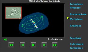 Mitosis Internet Exploration Mitosis Student Learning Teaching Science