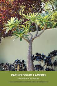 Palm Tree That Looks Like Bird Of Paradise It Looks Like A Palm Tree But It S Actually A Succulent Madagascar Palm Cacti And Succulents Palm Garden