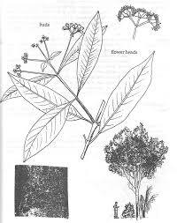 Image result for Syzygium owariense