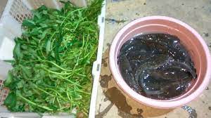 Satu hal yang harus diingat. Ikan Apa Banyak Di Atas Jalan Raya Lertyi