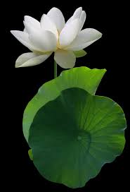 We did not find results for: White Lotus Flower And Backlit Leaves White Lotus Flower Lotus Flower Pictures Lotus Flower Art