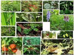 Vill sondongri raipur c.g 492009. Medicinal Plant Cultivation In India A Profitable Agribusiness Amid Covid 19 Crisis
