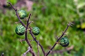 Image result for Solanum aculeatissimum